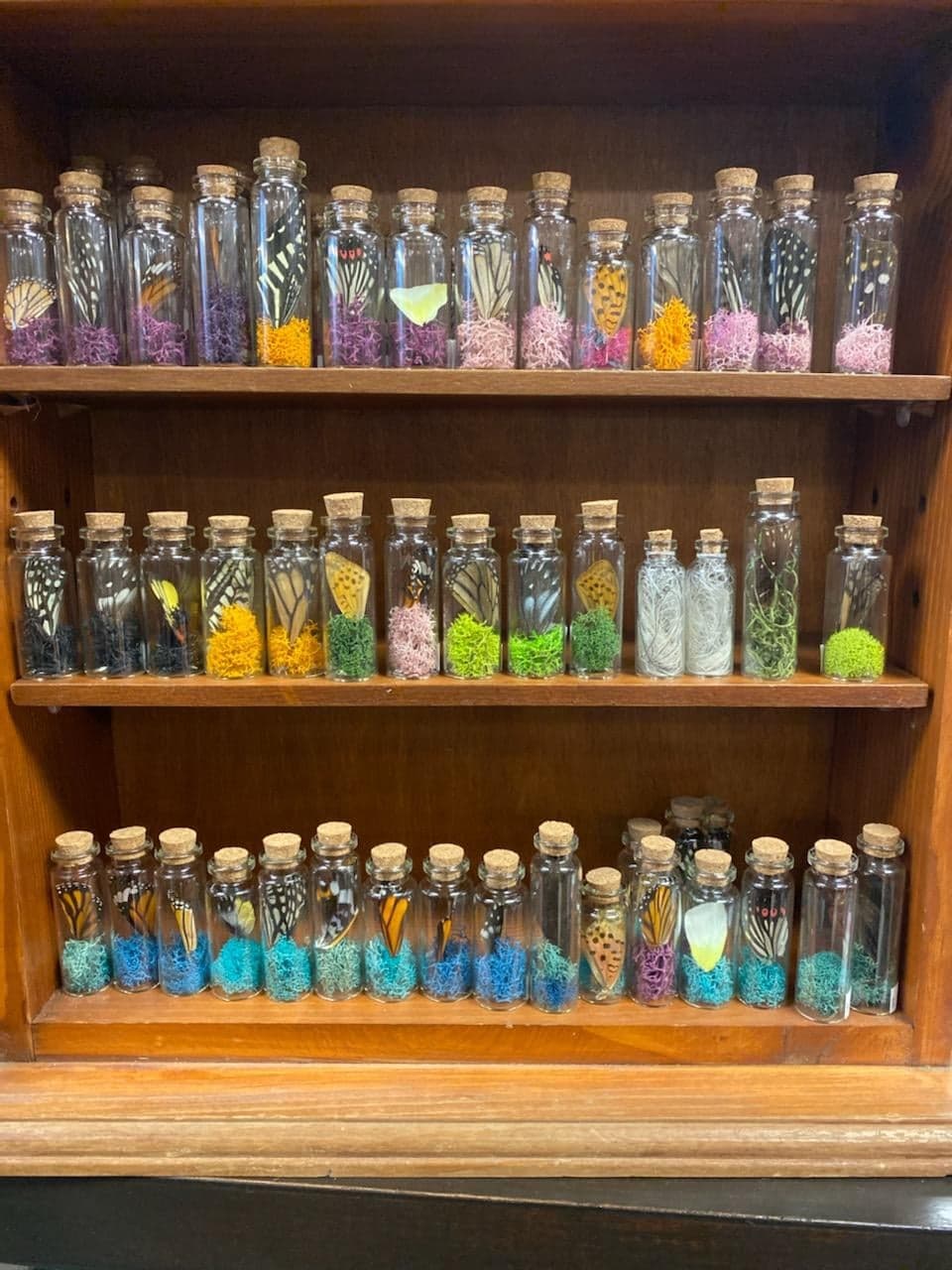 BUTTERFLY WING JARS