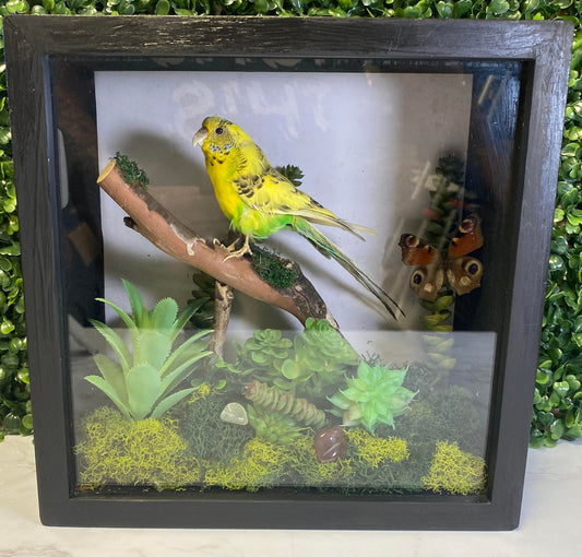 TAXIDERMY YELLOW & GREEN PARAKEET SHADOWBOX WITH BUTTERFLY