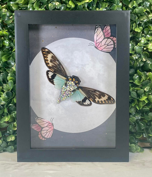 Jeweled Tosena Splendida blue wing cicada with moon & pink butterfly