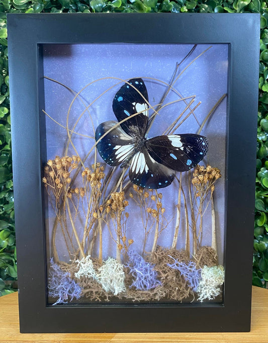 Purple & brown dried floral taxidermy butterfly