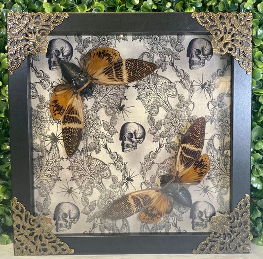 Double brown taxidermy cicada frame