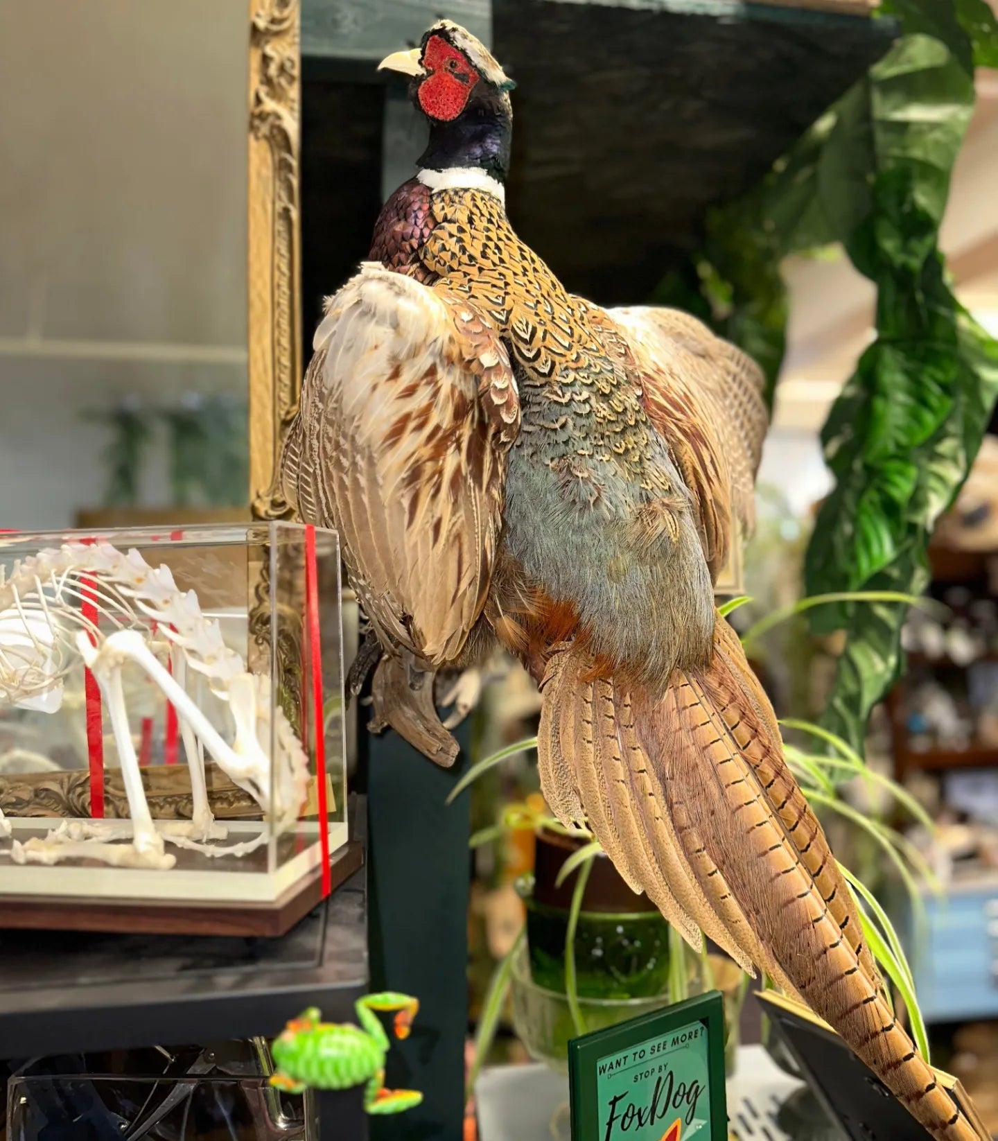Taxidermy pheasant flying wall hanger